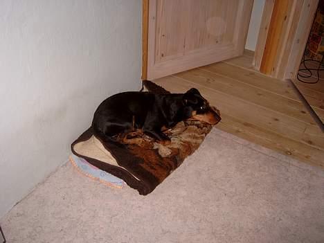 Tysk jagtterrier Balto (død) billede 13