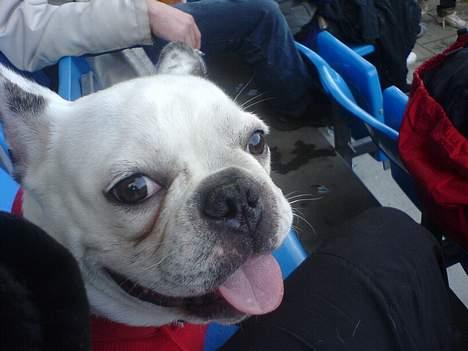 Fransk bulldog Frykas Baflo (FIGHTER) - Her sidder jeg så til fodboldkamp på Skive stadion............ billede 16