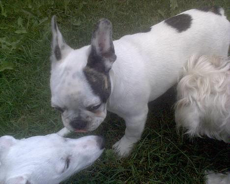 Fransk bulldog Frykas Baflo (FIGHTER) - Myzzer myzzer myzzer.............. Fighter-drengen som hvalp..... ;o) billede 17
