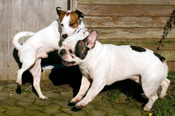 Fransk bulldog Frykas Baflo (FIGHTER) - SKAL VI SLÅS????? Hehe...... billede 18