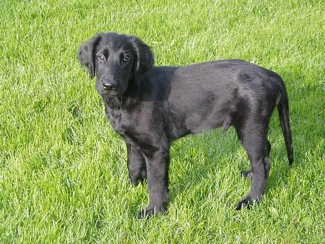 Flat coated retriever Reser's Armani - Armani har lige været ude og bade    d.11/11 billede 1