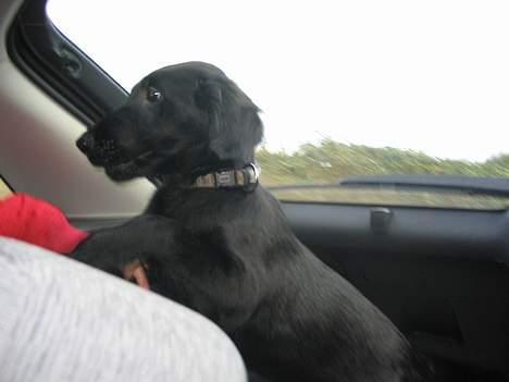 Flat coated retriever Reser's Armani - På vej til Vandet   d.11/11 billede 2