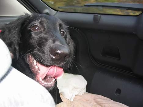 Flat coated retriever Reser's Armani - Ej kom nu kan i ikke folde jeres tunge?   d.11/11 billede 3