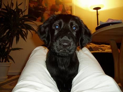 Flat coated retriever Reser's Armani - Er jeg ikke fin når jeg er sammen med Reser´s sure tæer hehe  billede 4
