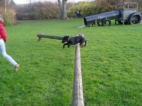 Flat coated retriever Reser's Armani - Jeg flyver (TAGET AF MEXI)  billede 5