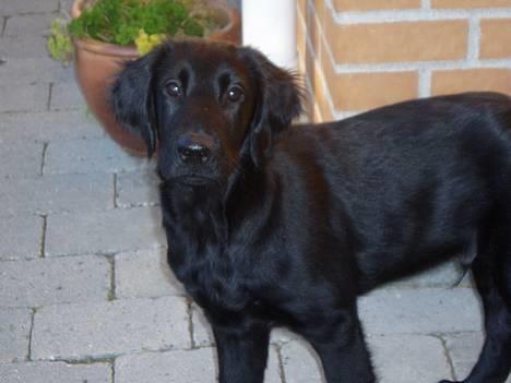 Flat coated retriever Reser's Armani - Jeg kan bare stå på mange måder kan du?   d.11/11 billede 6