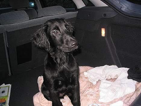 Flat coated retriever Reser's Armani - Jeg kan bare sitte.   d.11/11 billede 7