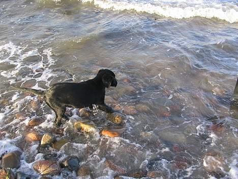 Flat coated retriever Reser's Armani - Første gang jeg er i vandet. Det er faktisk rimelig koldt og sjovt   d.11/11 billede 8