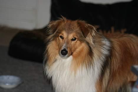 Shetland sheepdog Simba billede 19