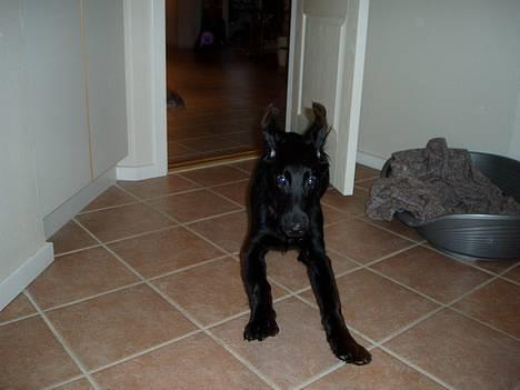Flat coated retriever Reser's Armani - Her kommer jeg med fulde drøn  billede 9