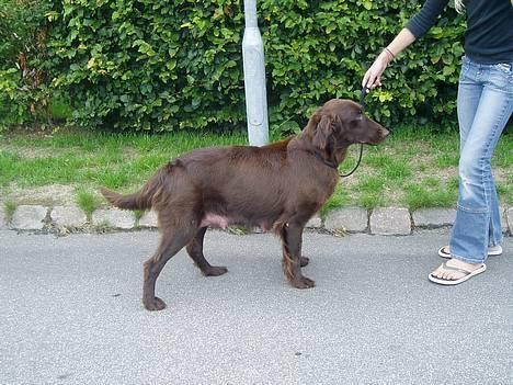 Flat coated retriever Reser's Armani - Det er så Armani,s mor billede 10