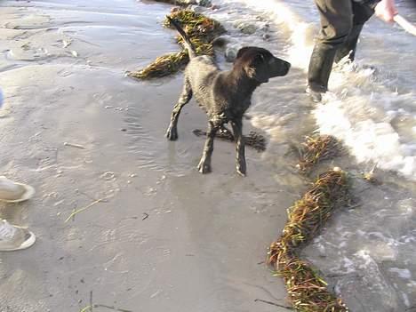 Flat coated retriever Reser's Armani - Har jeg ikke bare tynde ben  d.11/11 billede 11