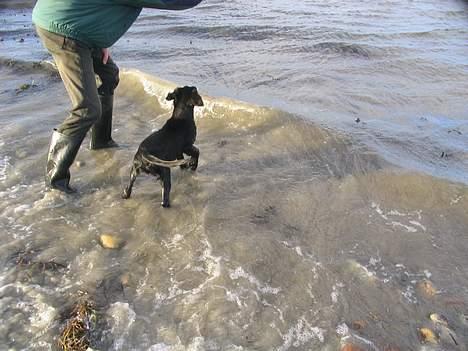 Flat coated retriever Reser's Armani - Han kaster noget nu jeg skal hurtigt efter det. Er i klar EN TO TRE AFSTED.   d.11/11 billede 12