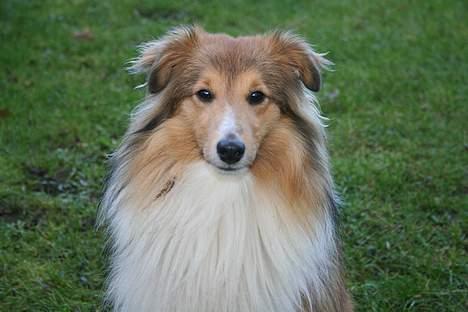 Shetland sheepdog Simba billede 20