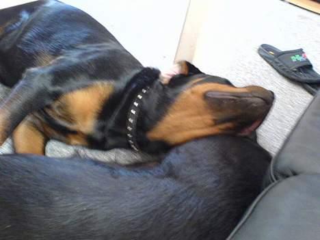 Rottweiler Viva billede 17