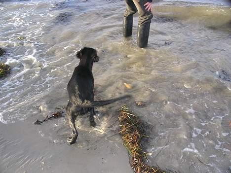 Flat coated retriever Reser's Armani - Jeg tror jeg går op nu    d.11/11 billede 13