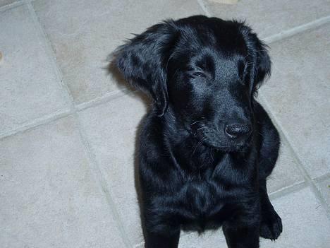 Flat coated retriever Reser's Armani - Avv moar blitzen er alt for skarp billede 14