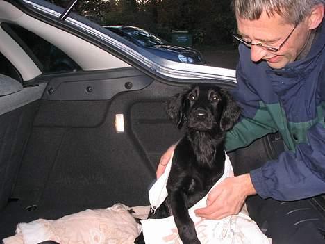 Flat coated retriever Reser's Armani - Se mig Far vil bare smnakke med MIIIIG    d.11/11 billede 16