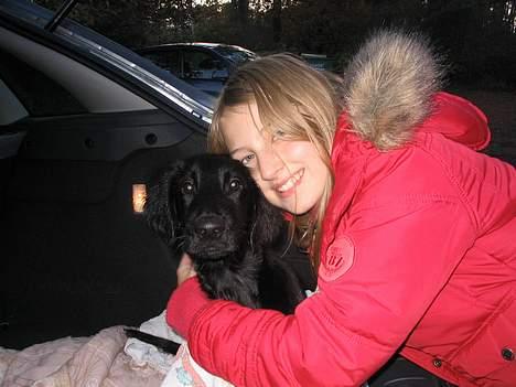 Flat coated retriever Reser's Armani - Det er bare min elskede Søster     d.11/11 billede 18