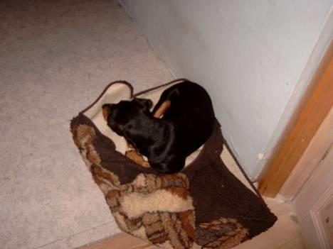 Tysk jagtterrier Balto (død) billede 14