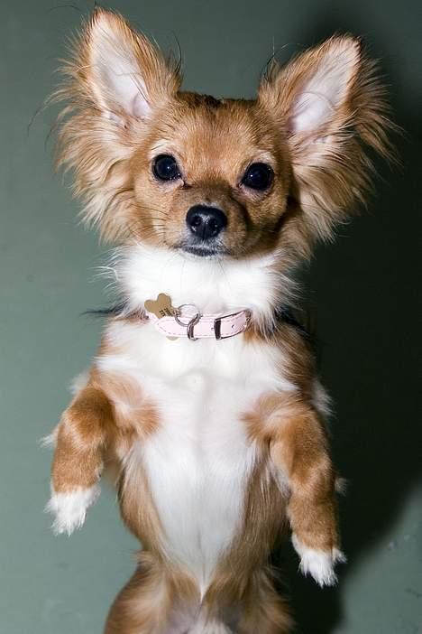 Chihuahua Louis the Pitbull - Er jeg ikke søøøøød :) billede 1