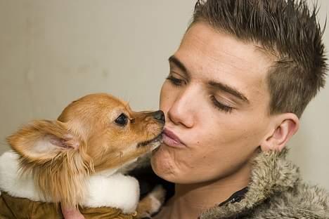 Chihuahua Louis the Pitbull - Myz myz - elsker kysse med dig far :D *GG* billede 3