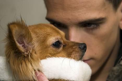 Chihuahua Louis the Pitbull - Jeg er meget alvorlig for far er sur :D  billede 4