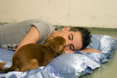 Chihuahua Louis the Pitbull - Endnu en ordentlig smækker :D  billede 5