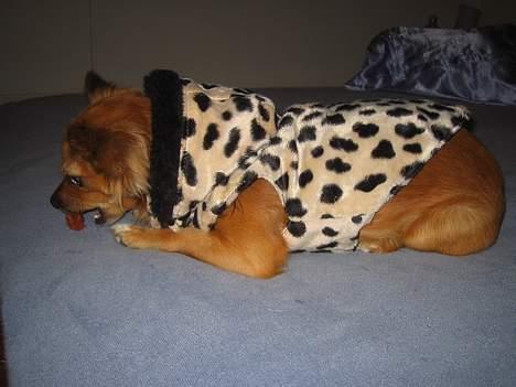 Chihuahua Louis the Pitbull - Mig med mine fine jakke - brækker mig ikke spiser bare godbid :D  billede 8