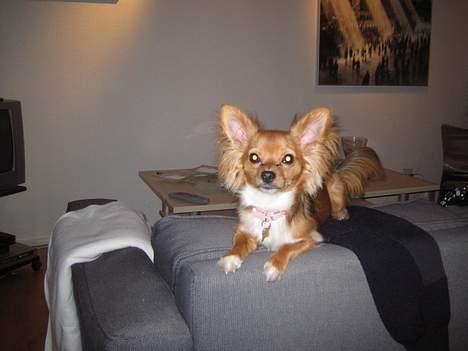 Chihuahua Louis the Pitbull - Ynglingsstedet og sove :) billede 9