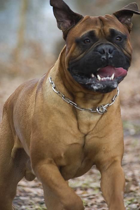 Bullmastiff Bullbjerggaards Arnold billede 1