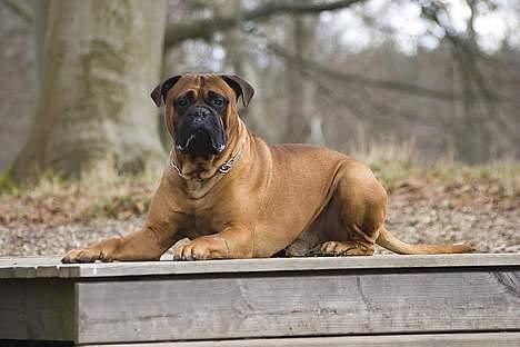 Bullmastiff Bullbjerggaards Arnold billede 2