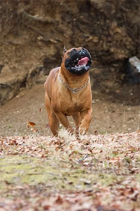 Bullmastiff Bullbjerggaards Arnold billede 3