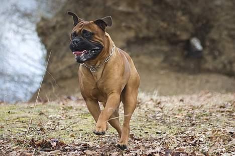 Bullmastiff Bullbjerggaards Arnold billede 4