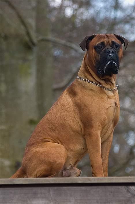 Bullmastiff Bullbjerggaards Arnold billede 5