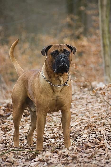 Bullmastiff Bullbjerggaards Arnold billede 6