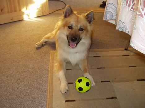 Islandsk fårehund Tay - venter altså på at i kommer og leger billede 1