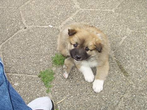 Islandsk fårehund Tay - Lille bølle. 7 uger. billede 2