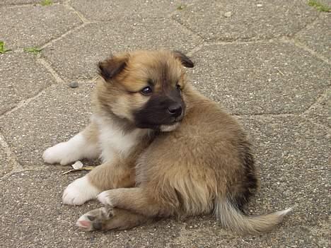 Islandsk fårehund Tay - 7 uger. billede 3