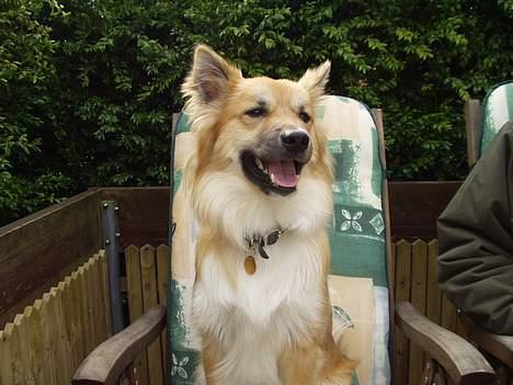 Islandsk fårehund Tay - Sidder jeg ikke pænt??? billede 4