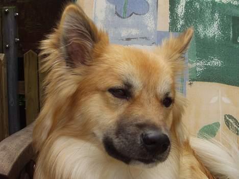 Islandsk fårehund Tay - Jeg slapper lige lidt af sammen med mor og far... billede 5