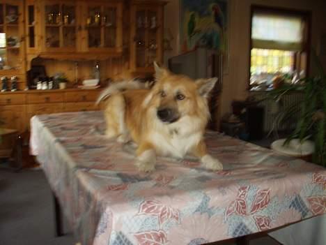 Islandsk fårehund Tay - I må ikke sladre vel!!!! billede 6