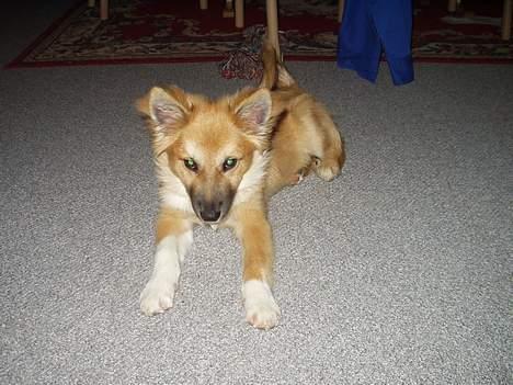 Islandsk fårehund Tay - Jeg kan også være en bisse... billede 7