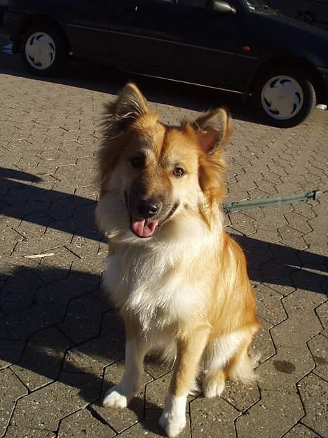 Islandsk fårehund Tay - Er jeg ikke bare dejlig???!!! billede 8