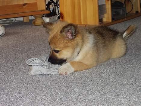 Islandsk fårehund Tay - Låner lige fars strømpe. billede 9