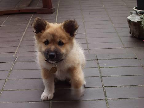 Islandsk fårehund Tay - Tay 9 uger billede 10