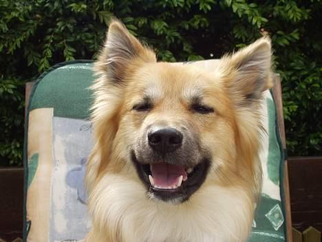 Islandsk fårehund Tay - Smiler til fotografen. billede 11