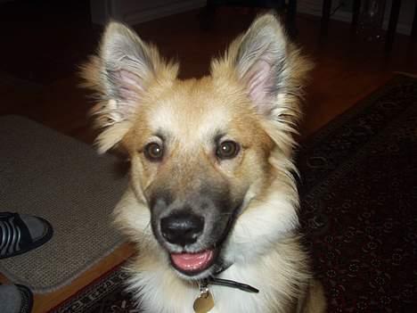 Islandsk fårehund Tay - Jeg er ovre og besøge farmor og farfar. billede 12