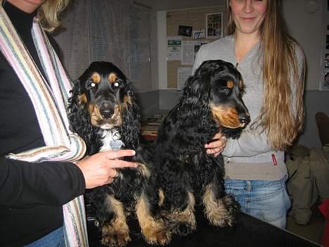 Cocker spaniel Frida - Min bror Vaks og jeg til hvalpetræf billede 19