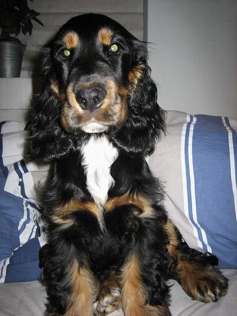 Cocker spaniel Frida billede 20